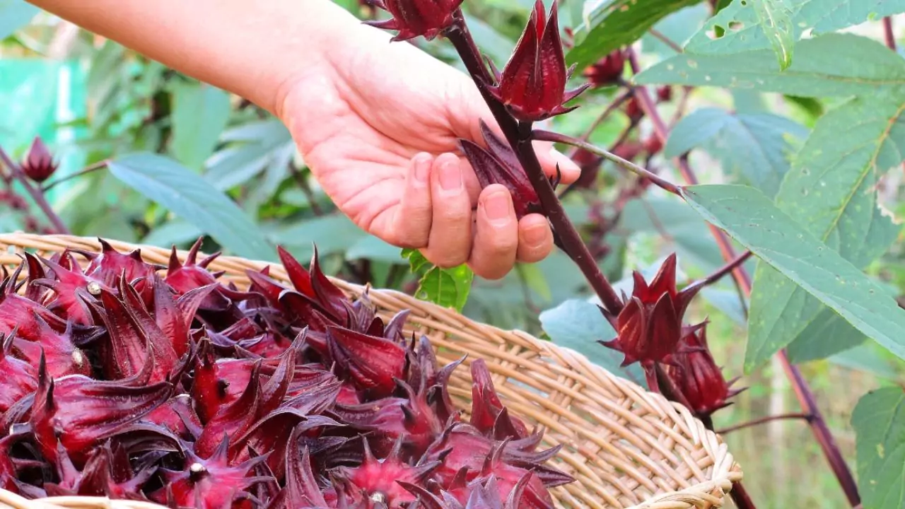 How to Grow Roselle from Cutting 3 Roselle plant