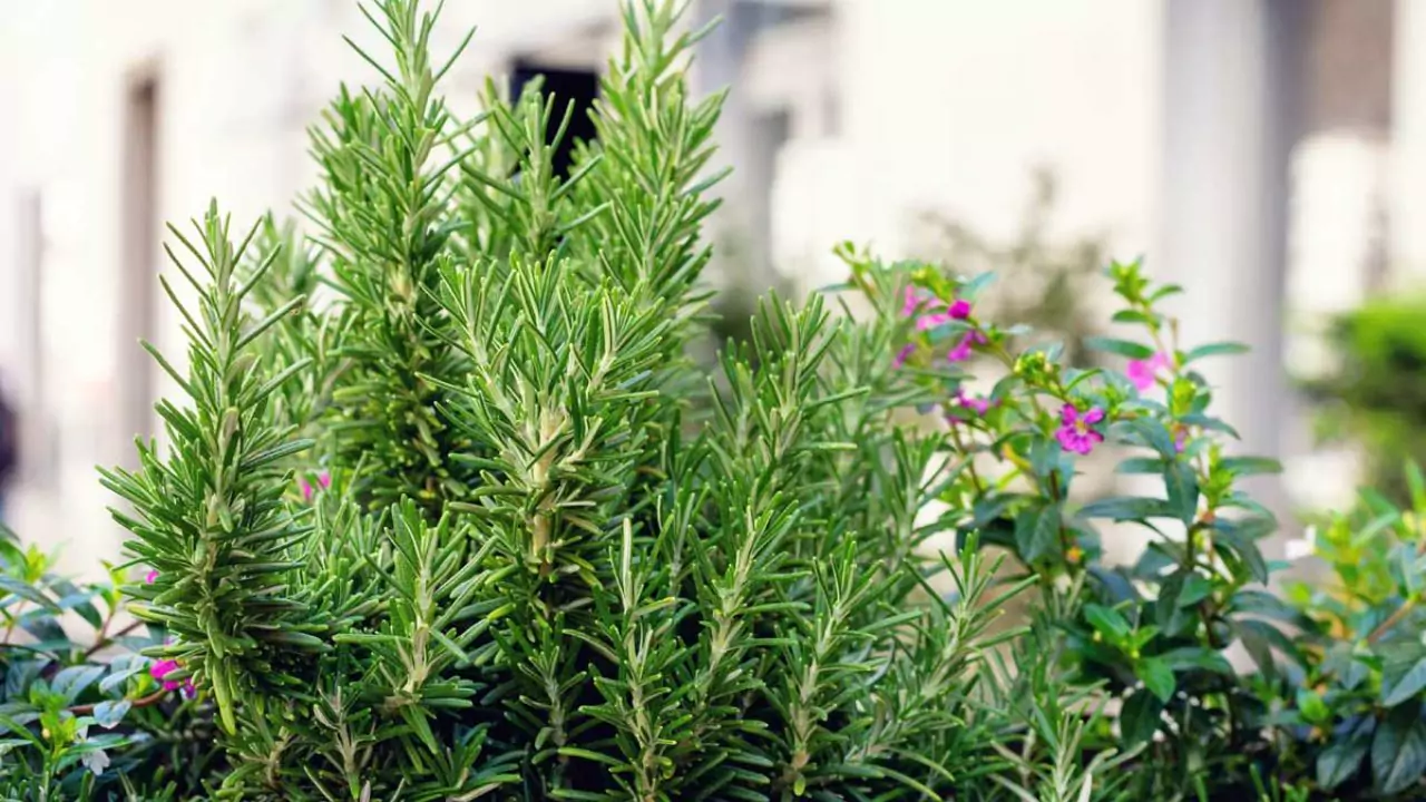 10 Outdoor Plants That Repel Mosquitoes 8 Rosemary 1