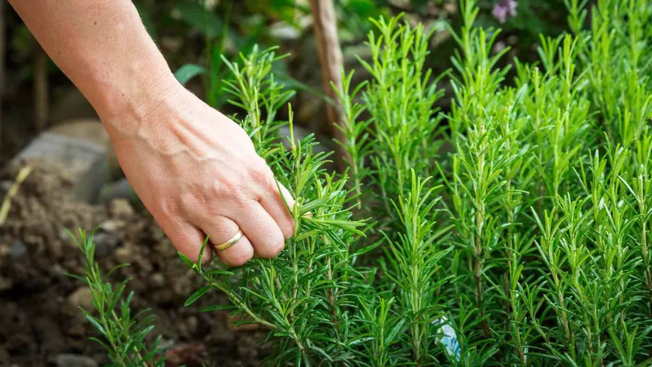 10 Best Plants for Small Scale Aquaponics