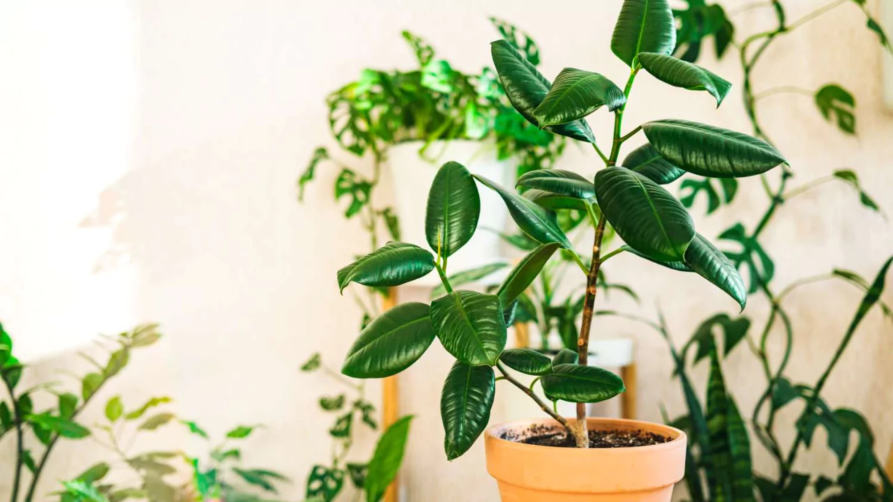 Are Rubber Plants Really Toxic to Pets
