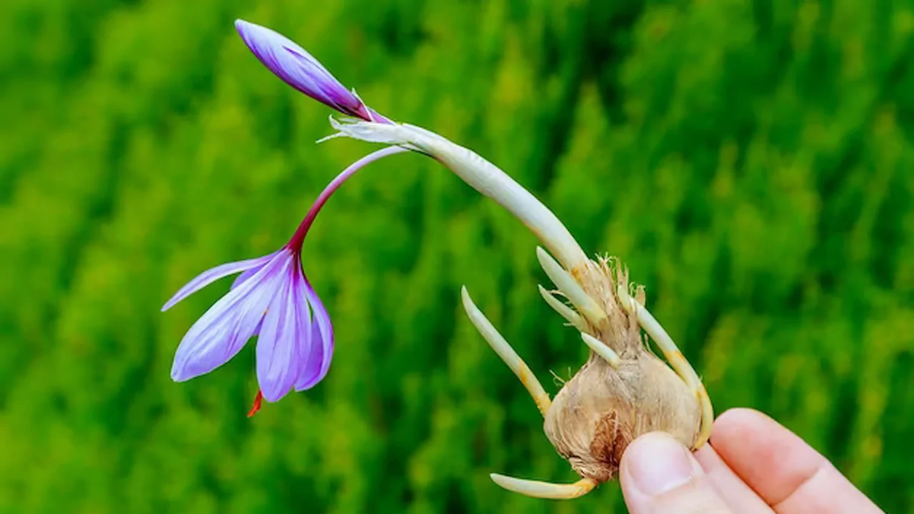 How To Grow Saffron Hydroponically 4 Saffron bulb