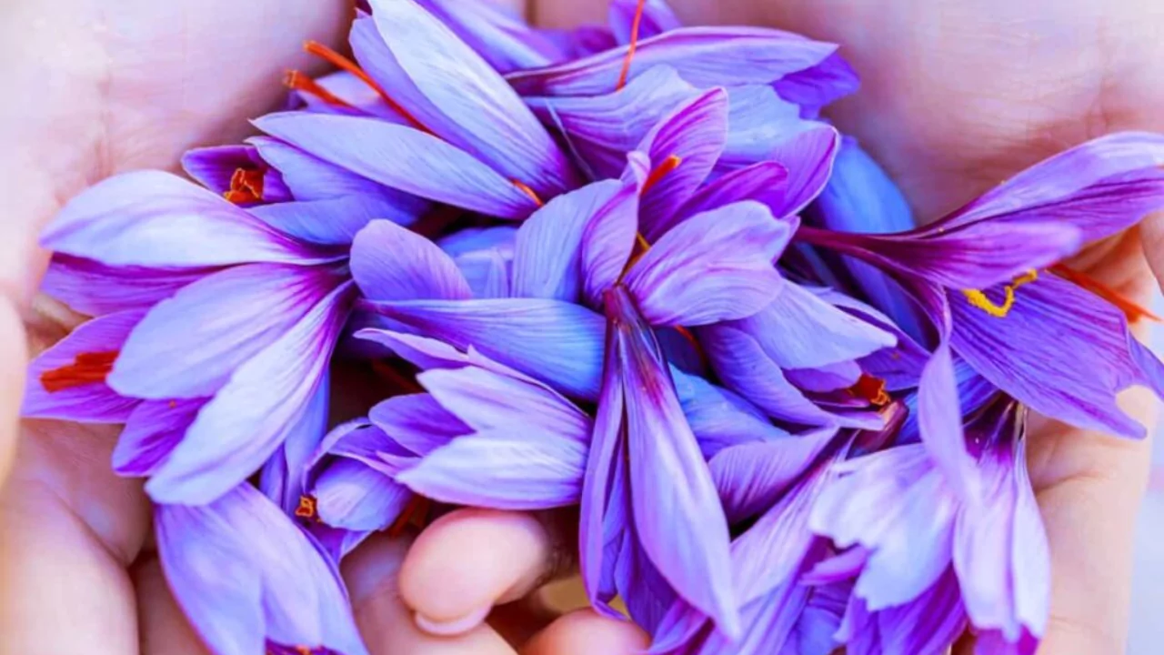 How To Grow Saffron Hydroponically 2 Saffron flower