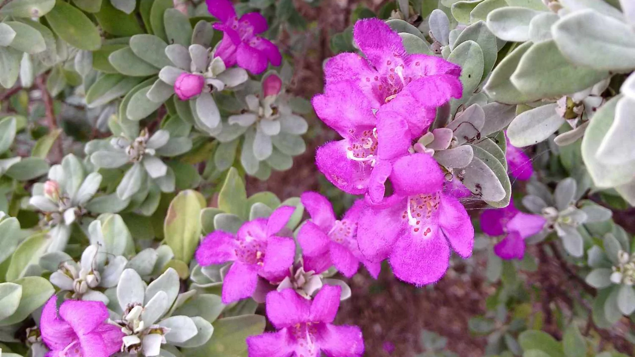 Sage 1