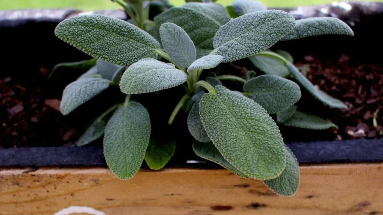 5 Microgreens That Regrow After Cutting 4 Sage