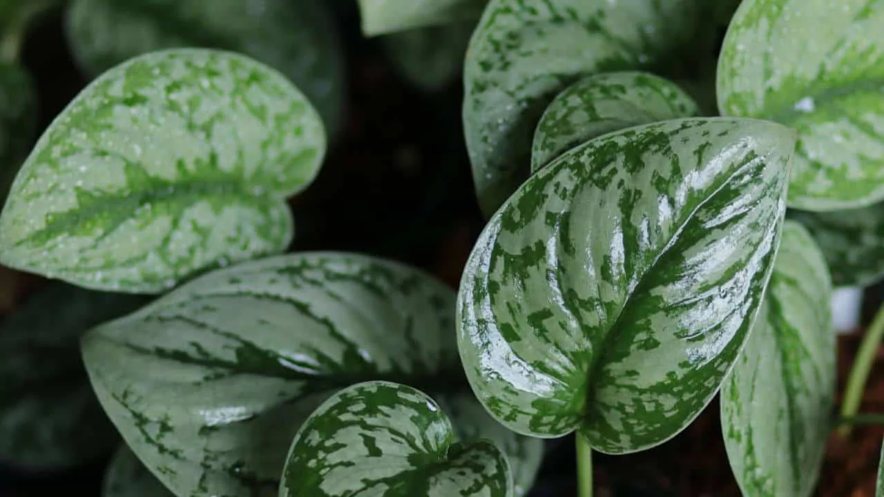 Satin pothos