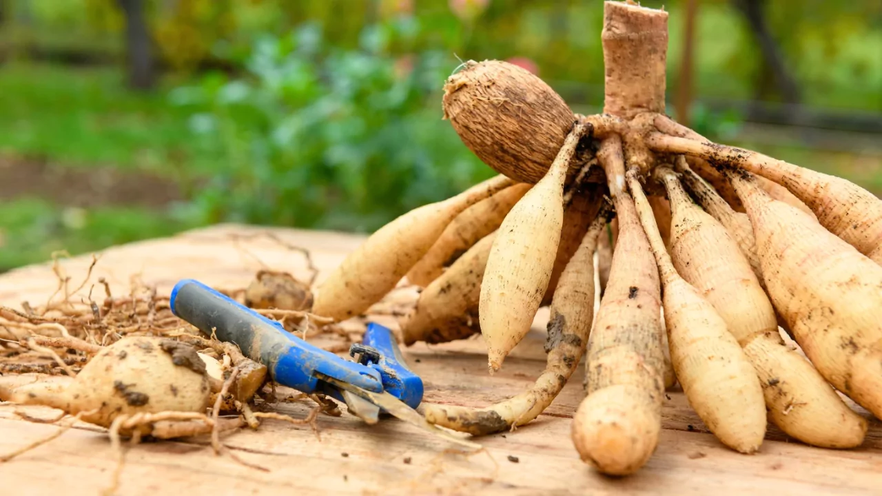 4 Signs Your Dahlia Tubers Are Dead