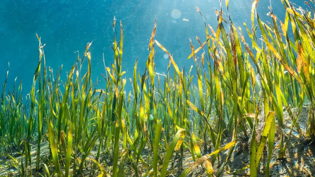 Do Plants Die of Old Age? Everything You Need to Know 7 Seagrass Colony