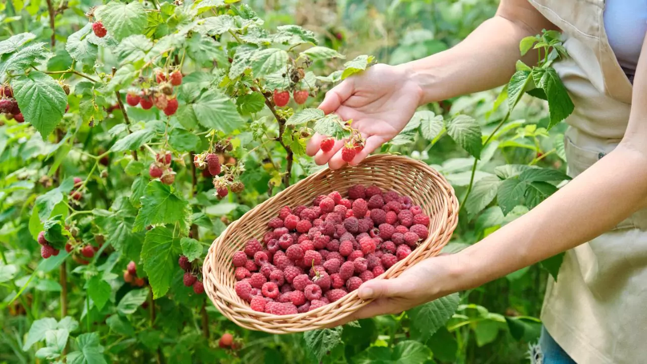 Growers Guide For Raspberries In Texas 5 Should you plant raspberries in