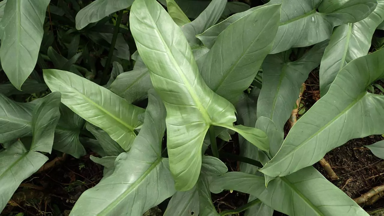 5 Amazing Beautiful Blue House Plants 2 Silver sword philodendron