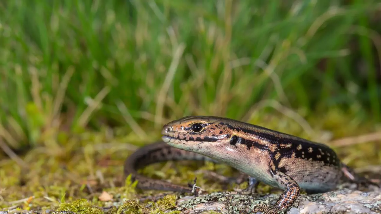 Skink