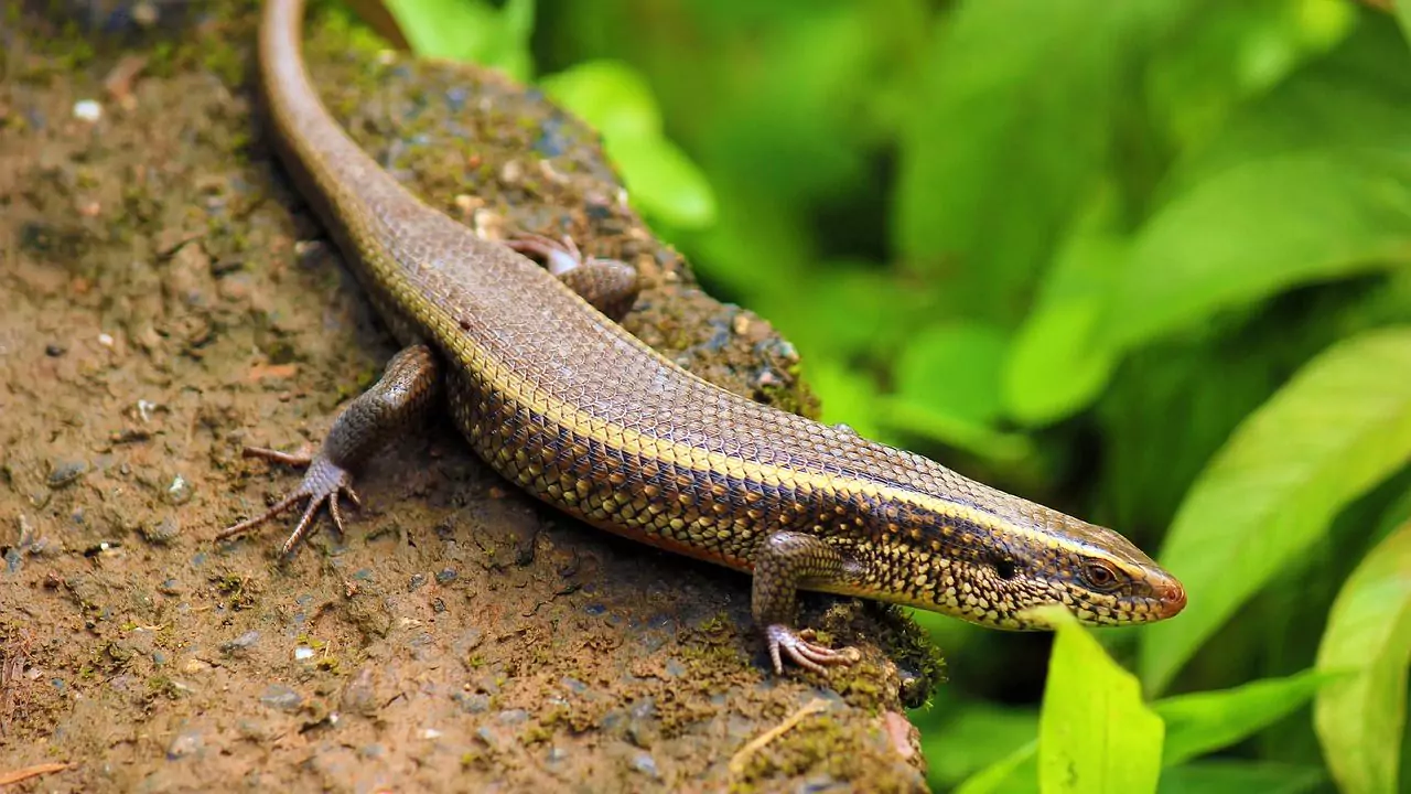 Skinks feelings