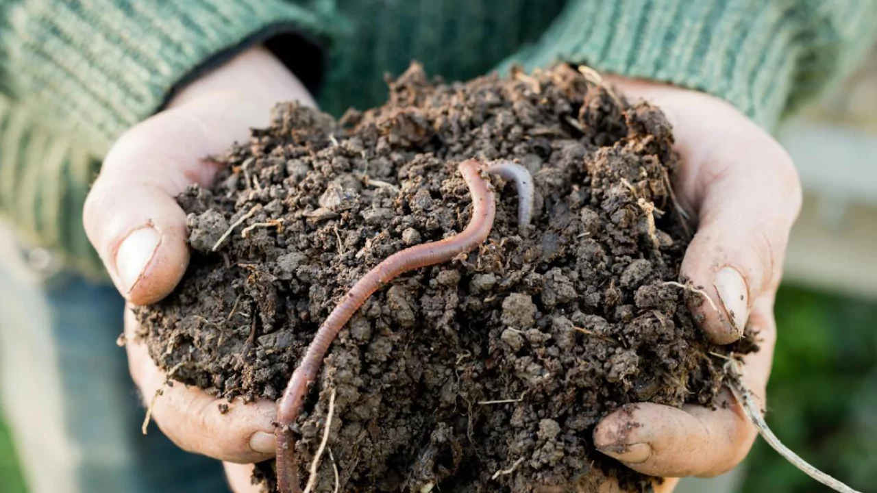 Small garden worm