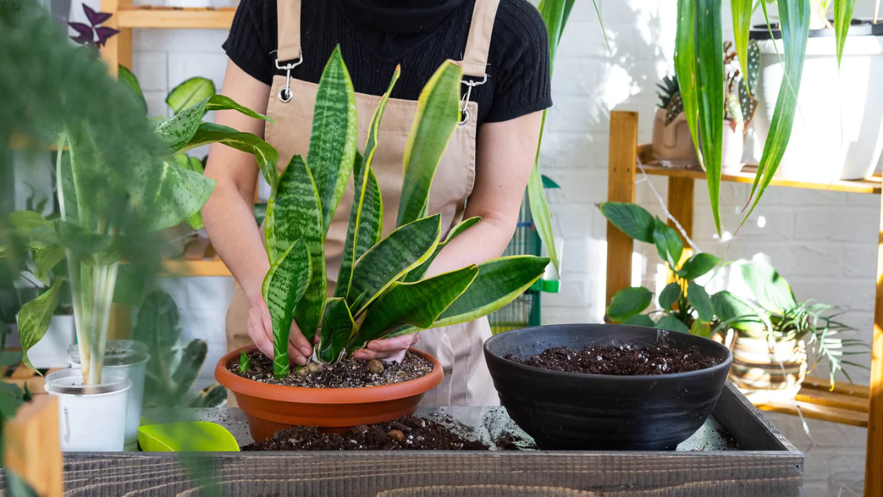 Can I Put My Snake Plant In an Outdoor Container? 1 Snake plant care