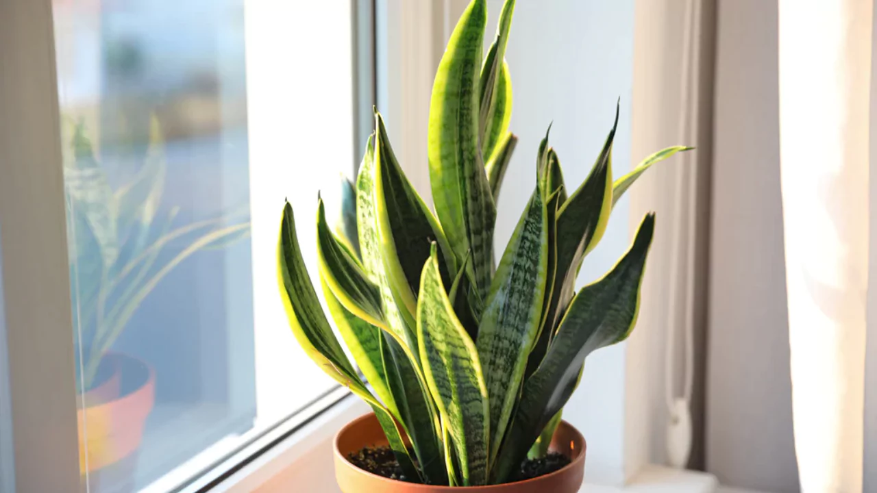 10 Beautiful Large & Tall Succulents for Home and Garden 8 Snake plant