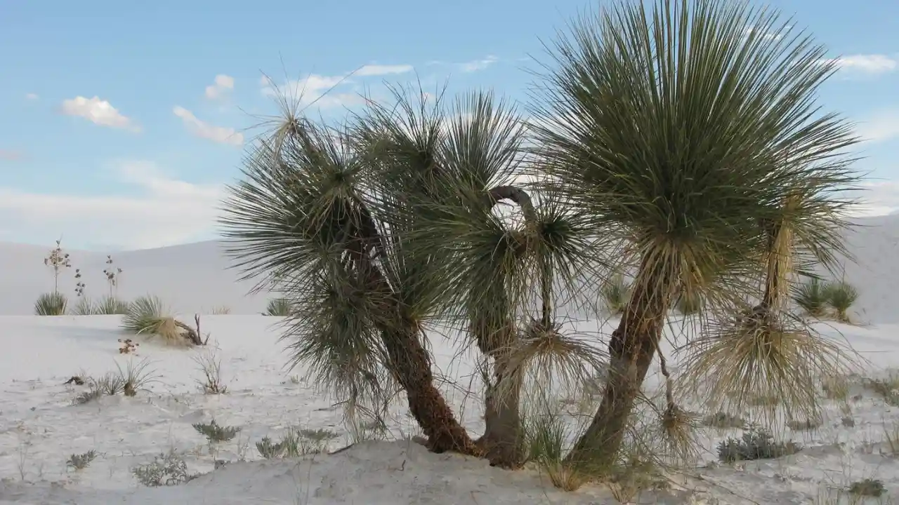 10 Beautiful Large & Tall Succulents for Home and Garden 4 Soaptree Yucca