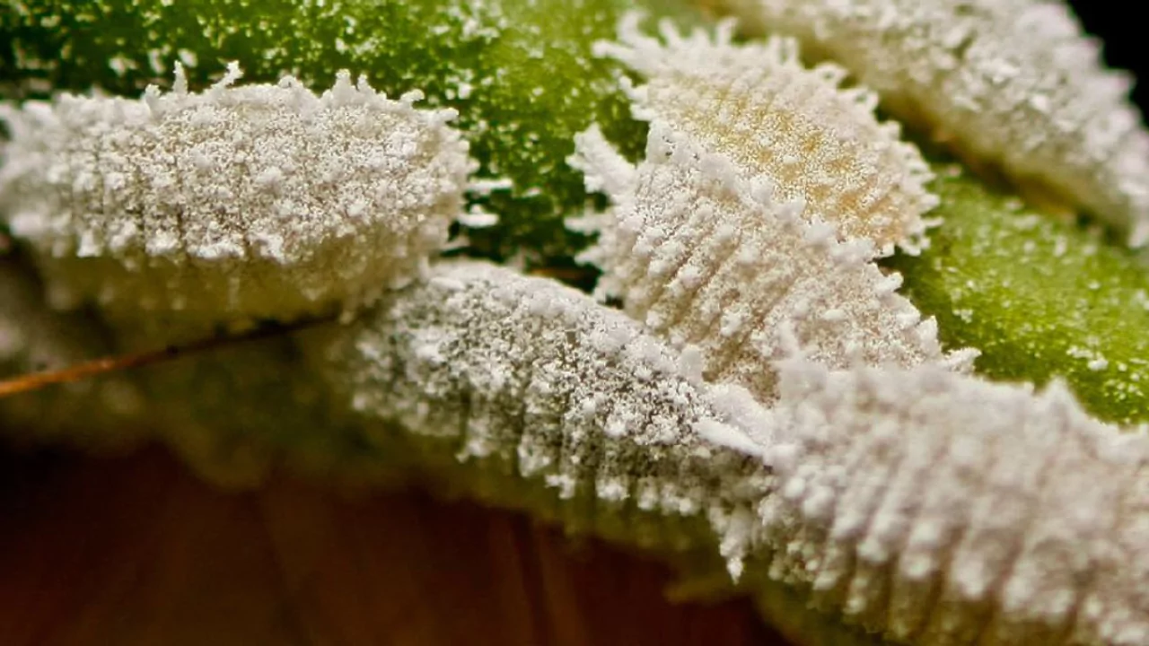 Cordyline Problems: Common Issues and Cures 6 Soft bodied mealybugs