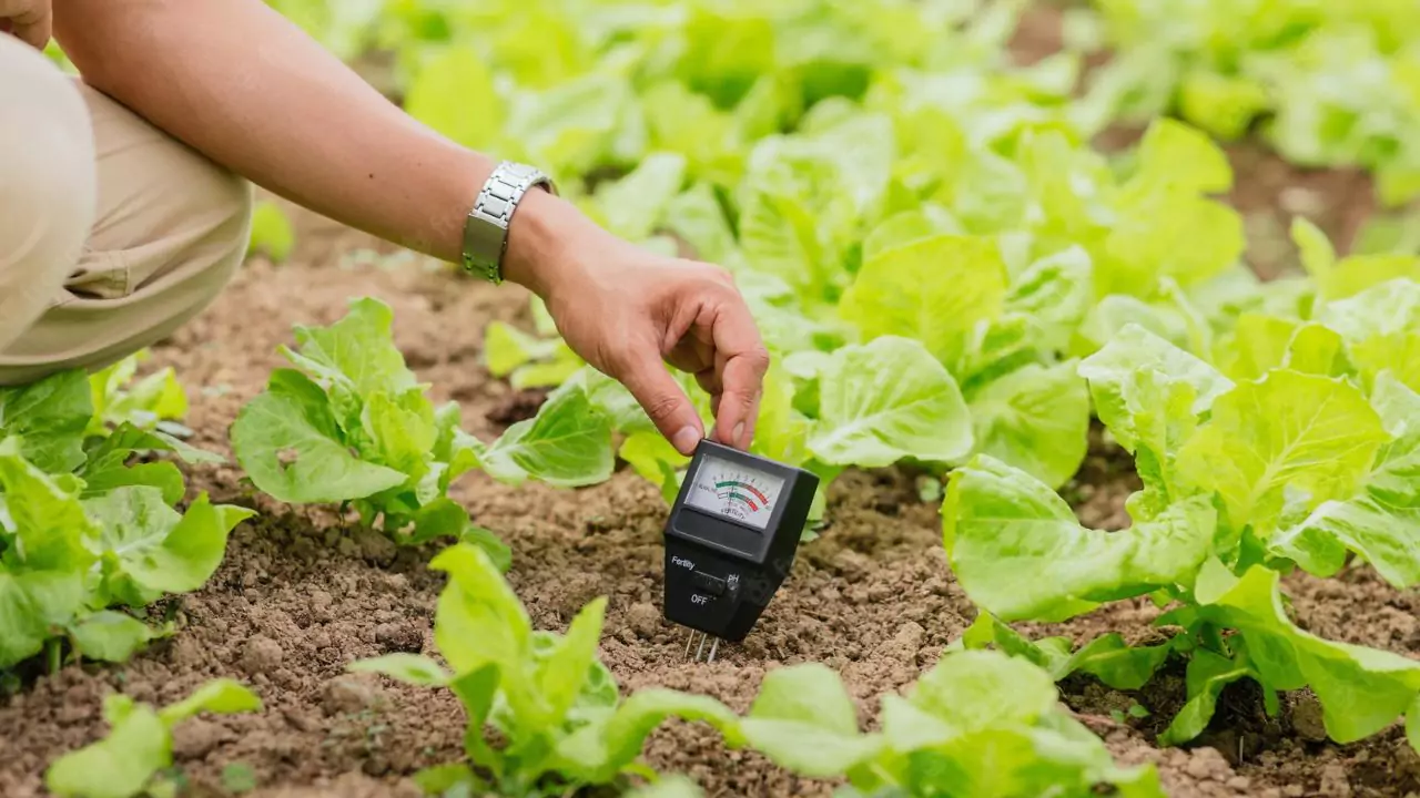Growers Guide For Raspberries In Texas 4 Soil moisture sensor