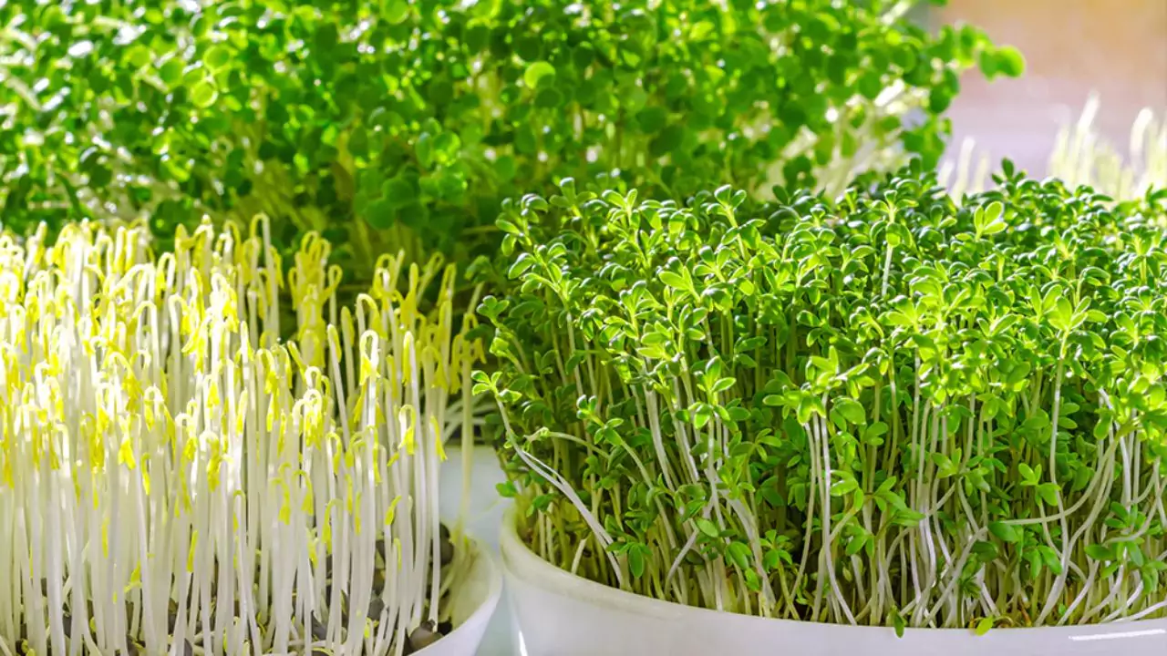 My Favorite Trays for Growing Microgreens at Home