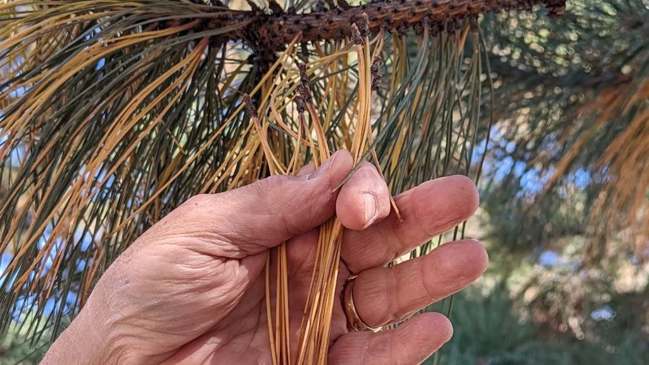 Some plants dont like pine needles