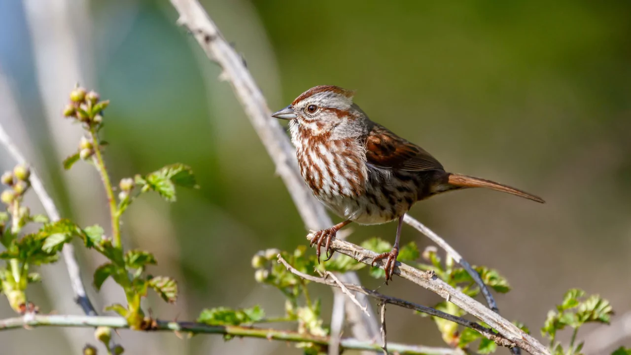 2 Backyard Birds of Ohio