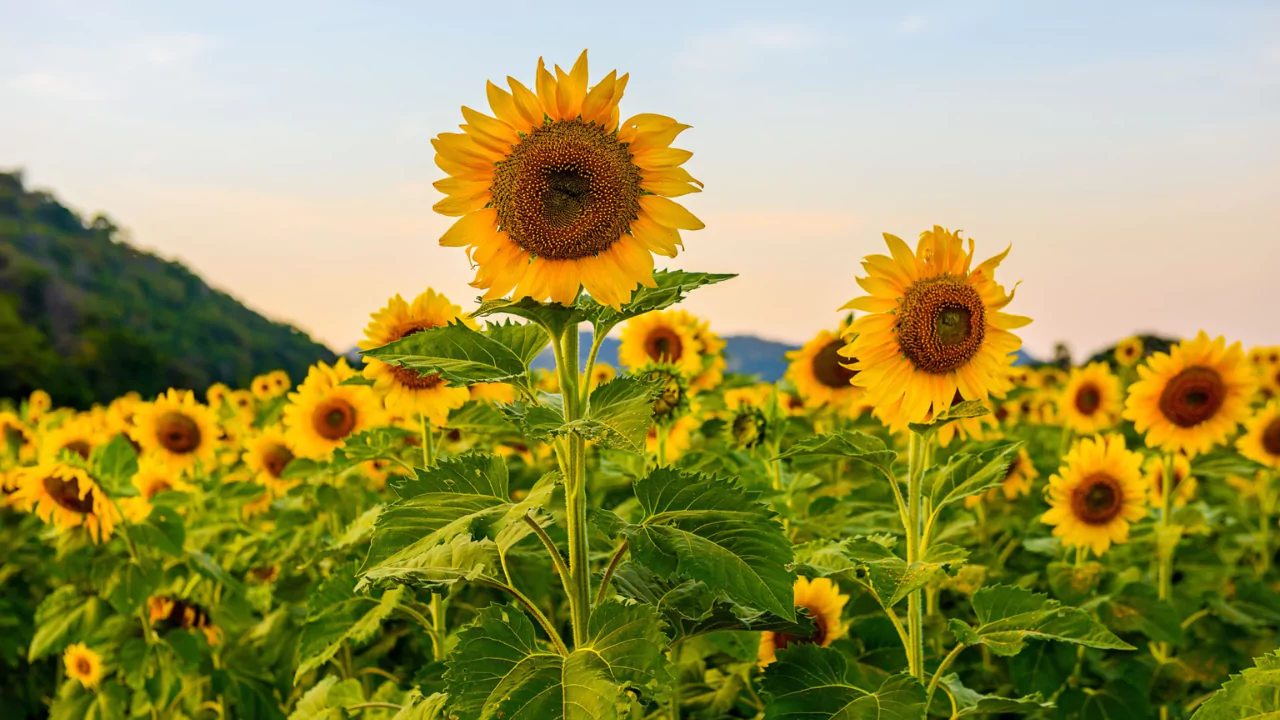 Sowing dwarf sunflowers 1