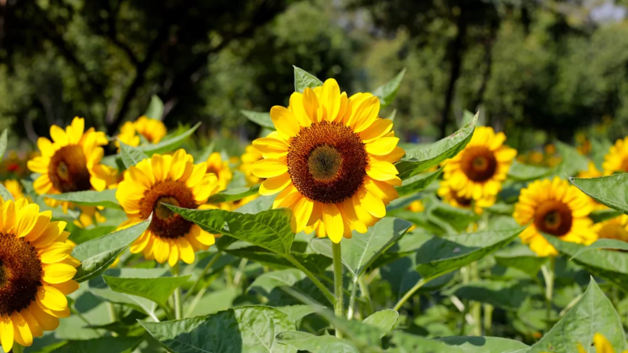 Sowing dwarf sunflowers