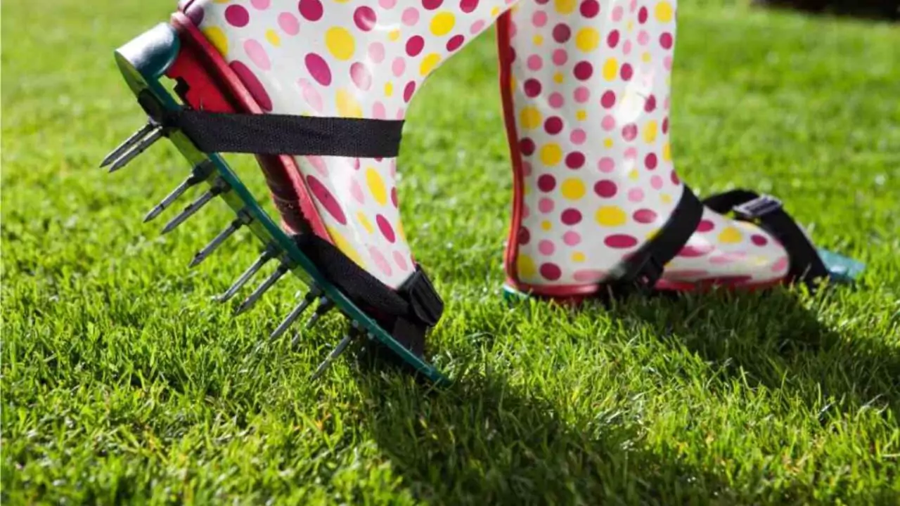 Can You Aerate your Lawn in a Winter Cold? 3 Spike Aeration