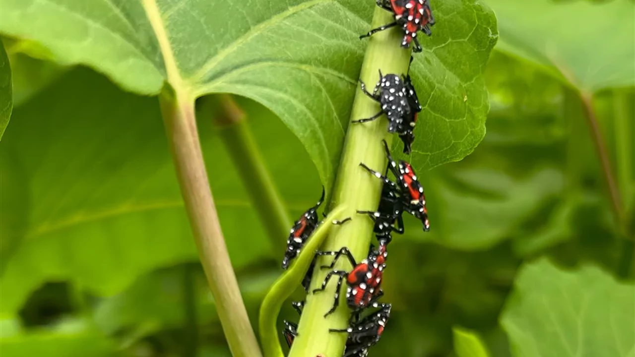 What Insecticide Kills Spotted Lanternfly