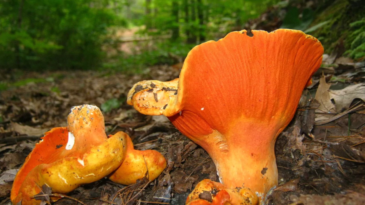 Growers Guide for Lobster Mushrooms 3 Steps for Growing lobster mushrooms