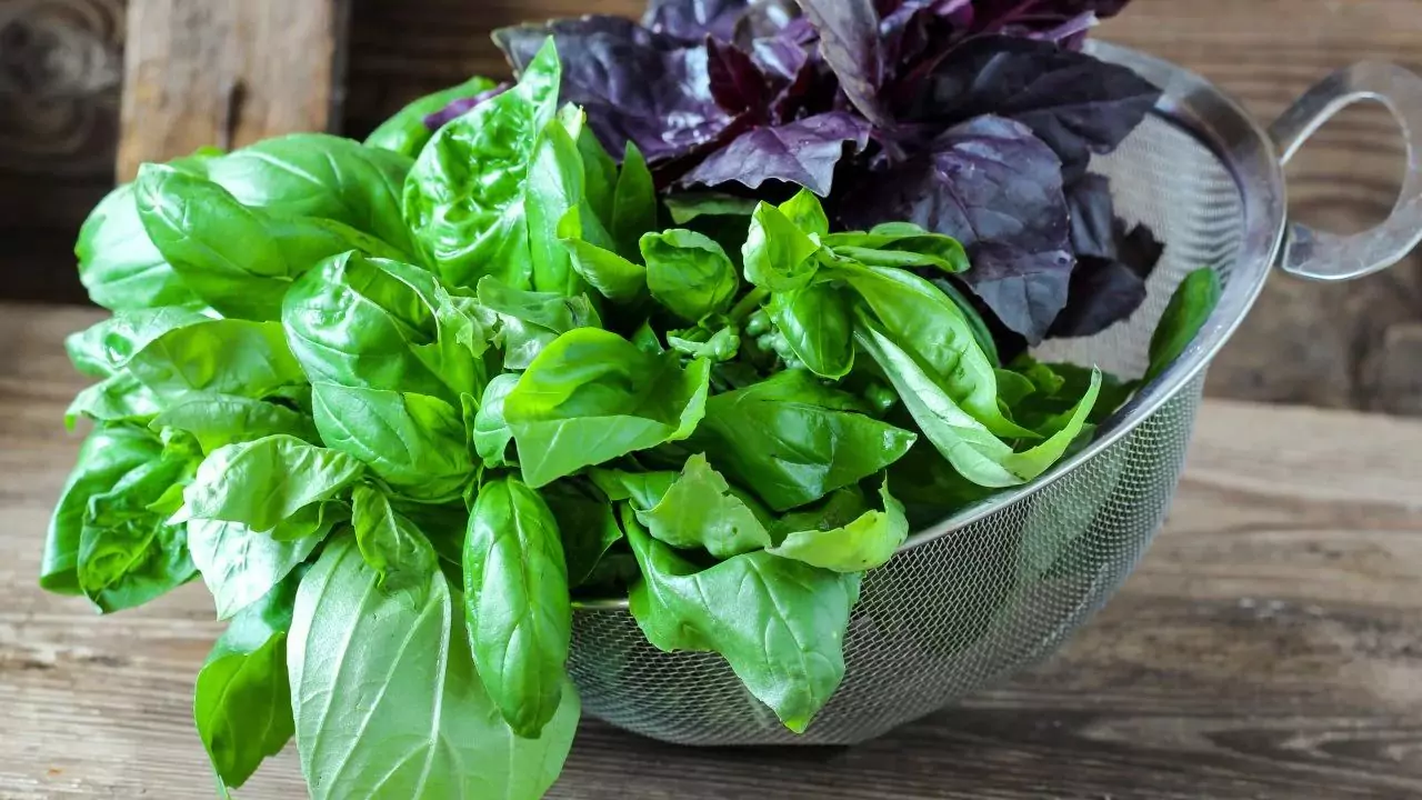How To Store Basil Seeds 3 Storing basil herbs
