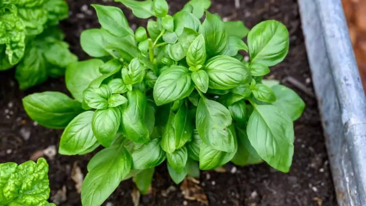 How To Store Basil Seeds