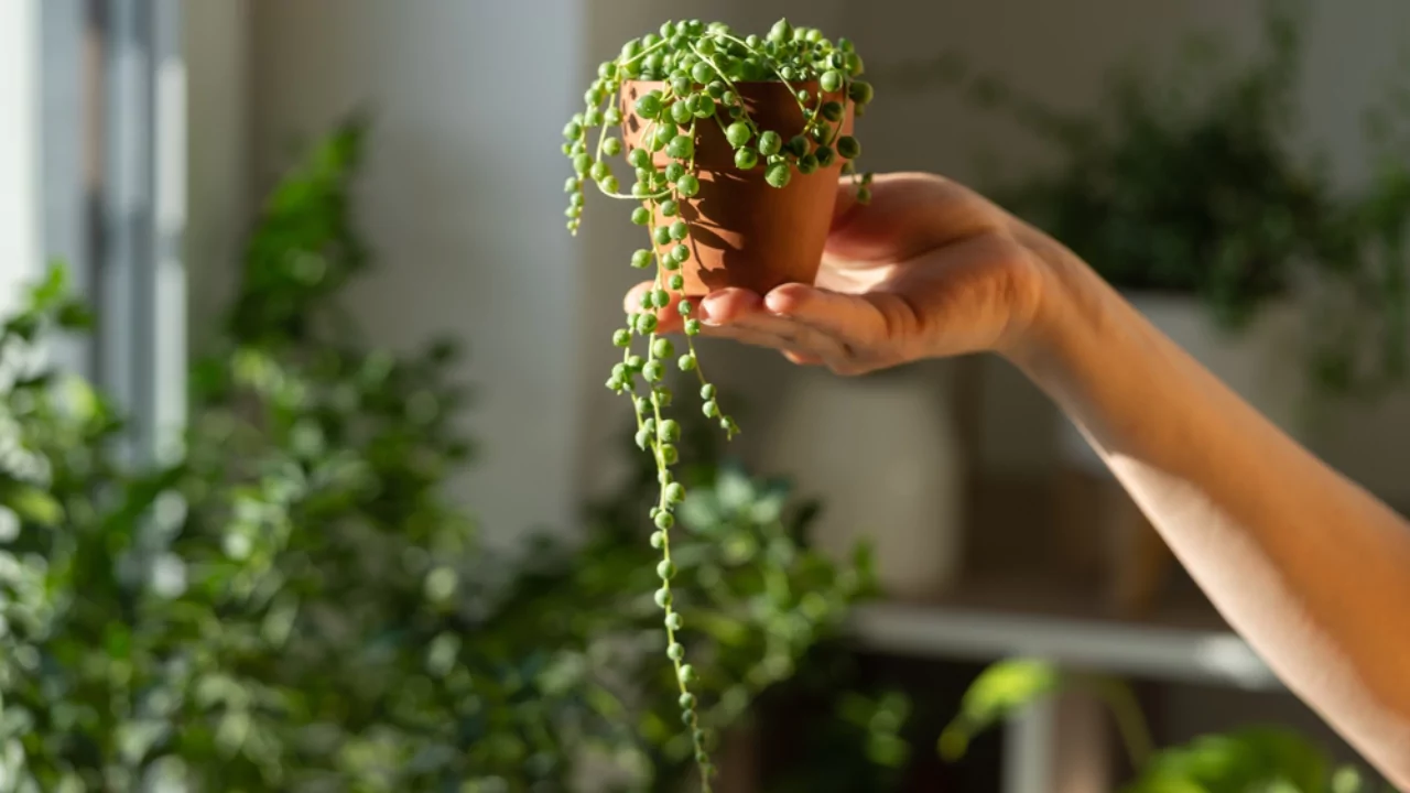 10 Beautiful Large & Tall Succulents for Home and Garden 3 String of Pearls