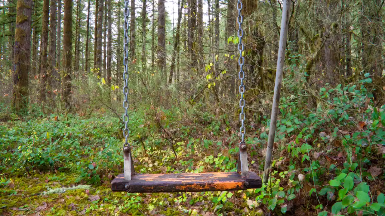 What Are the Best Trees to Hang a Swing From? 4 Strong tree branch perfect for a swing