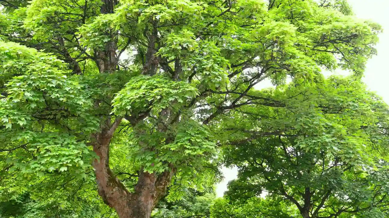Sycamore tree