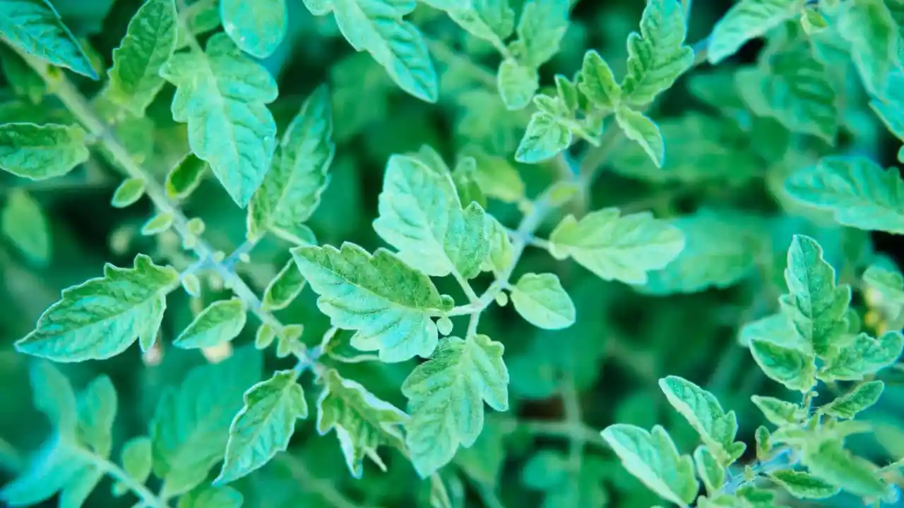 Symptoms of tomato leaf poisoning