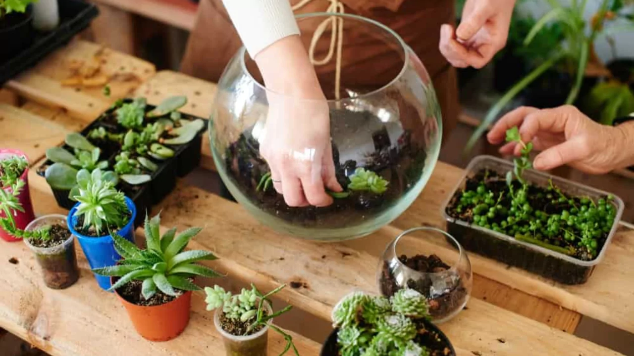 How Long Do Closed Terrariums Last? 3 Terrarium cleaning