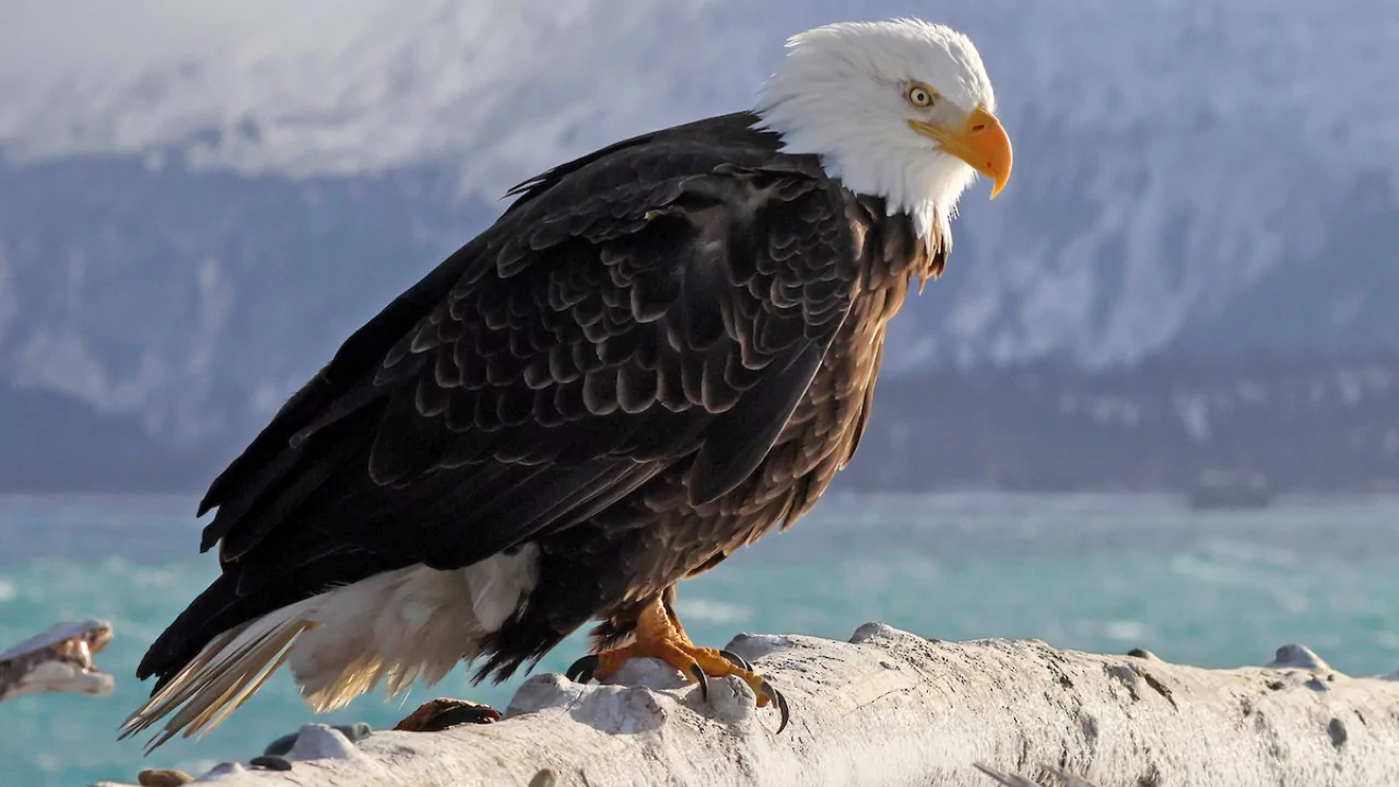 The Bald Eagle