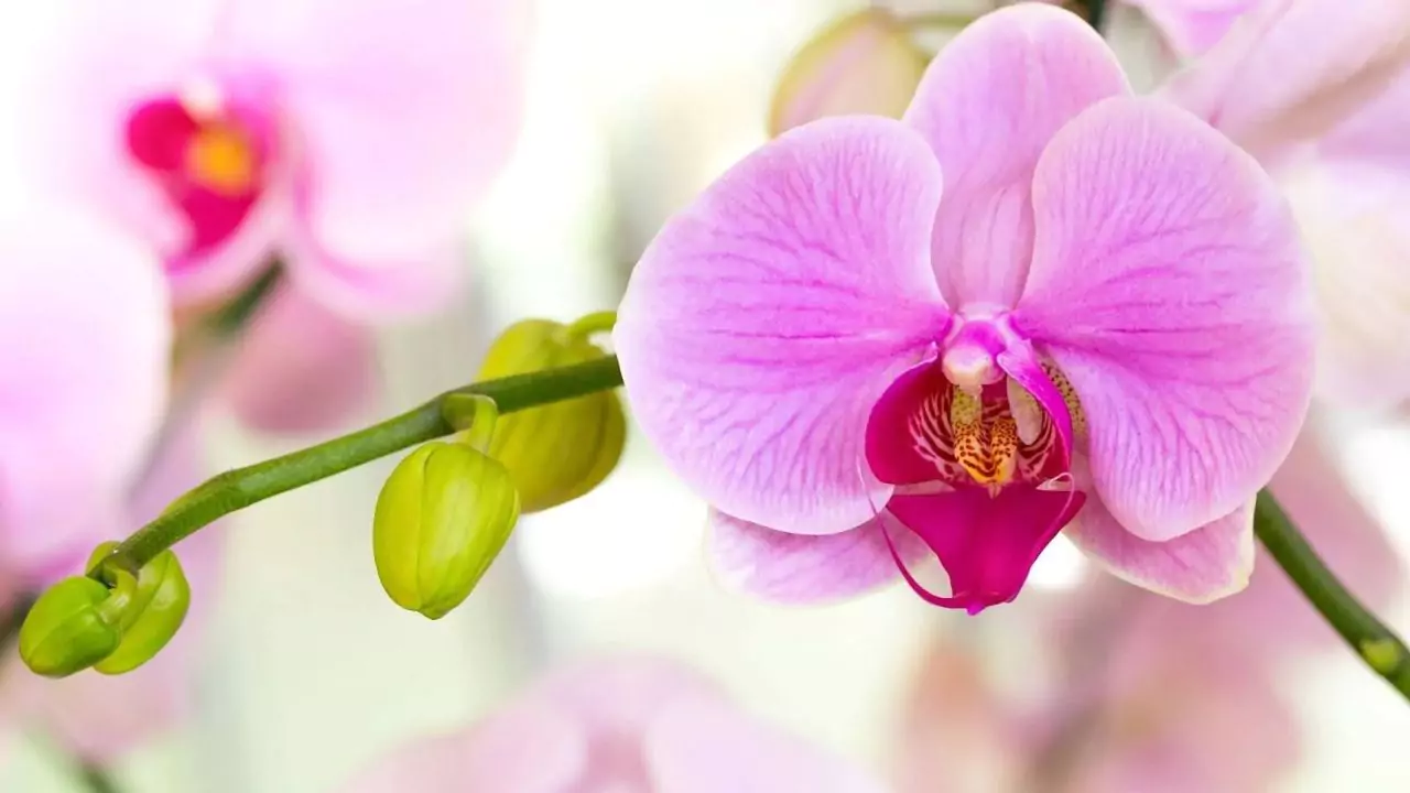 The Etymology of the Orchids