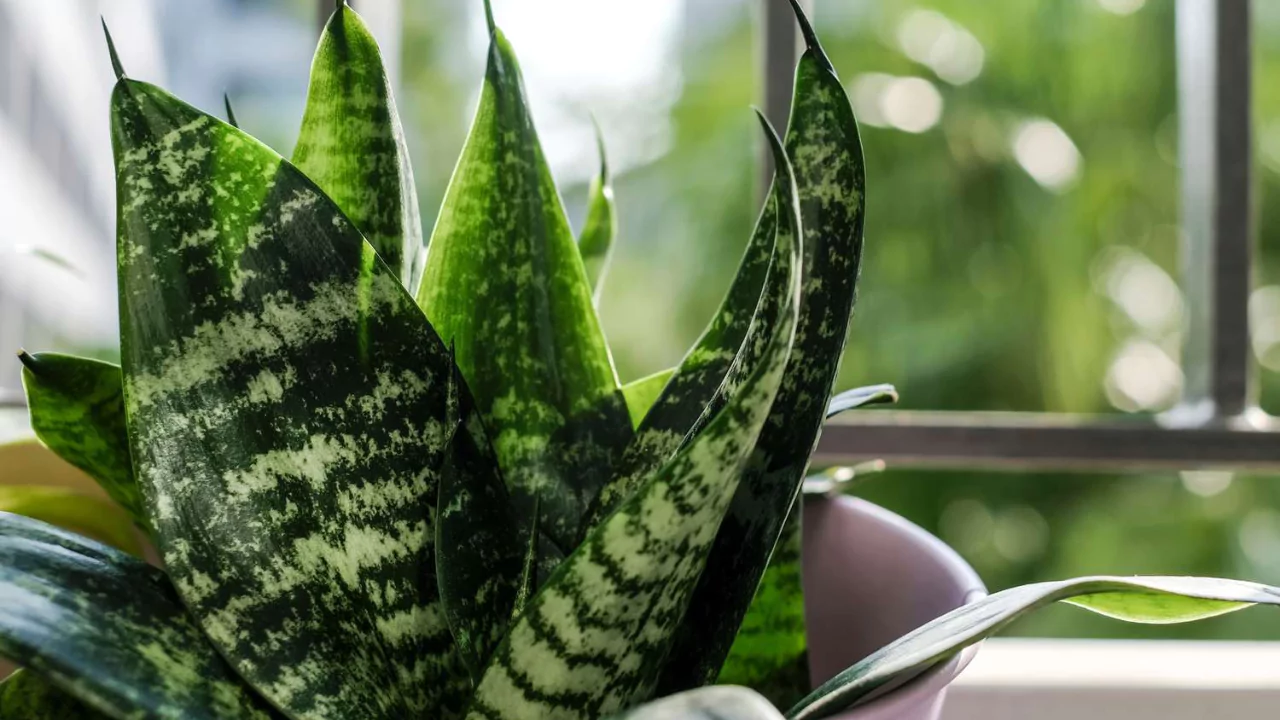 Do Plants Die of Old Age? Everything You Need to Know 1 The Lifecycle Of Plants