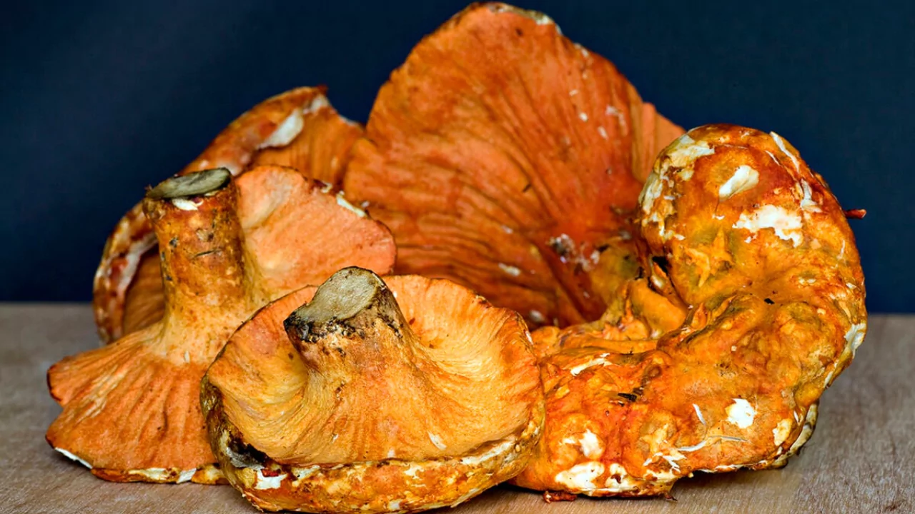 Growers Guide for Lobster Mushrooms 2 The growing season for Lobster Mushrooms