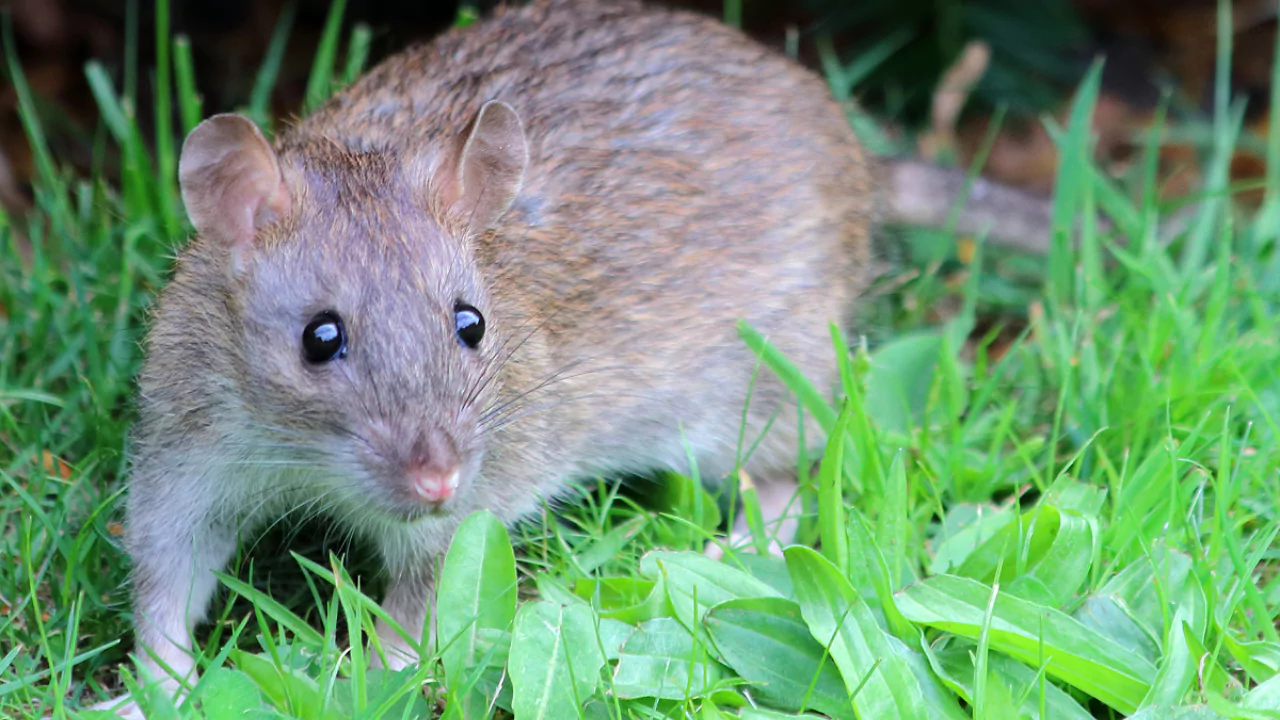 Do Backyard Ponds Attract Rats? 1 The main reasons why backyard ponds attract rats