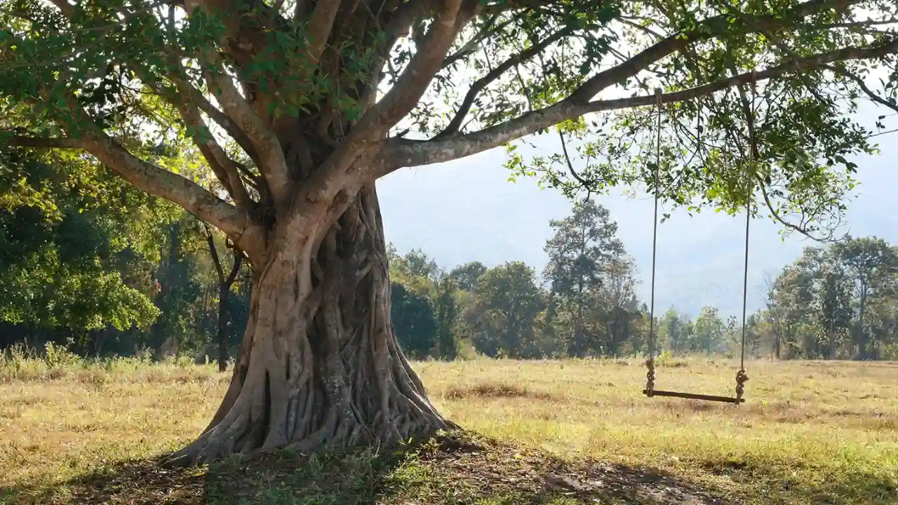 What Are the Best Trees to Hang a Swing From? 2 The perfect height for a swing