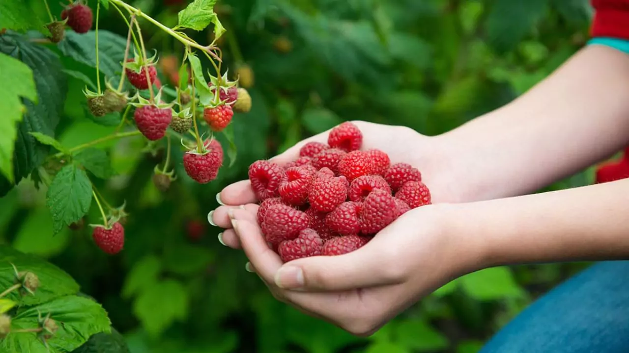 Growers Guide For Raspberries In Texas 8 Tips for watering raspberries