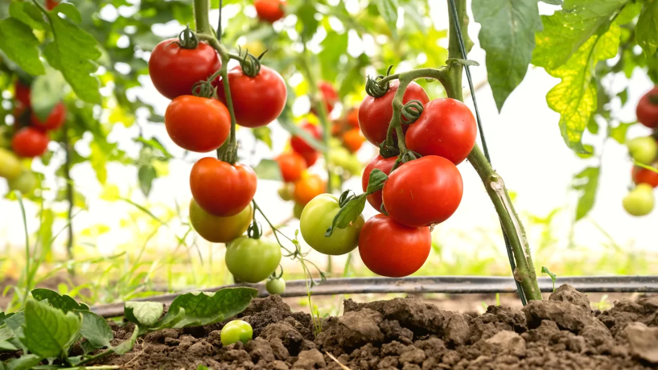 Aerogarden Tomato Tips You Should Know 1 Tomato growing