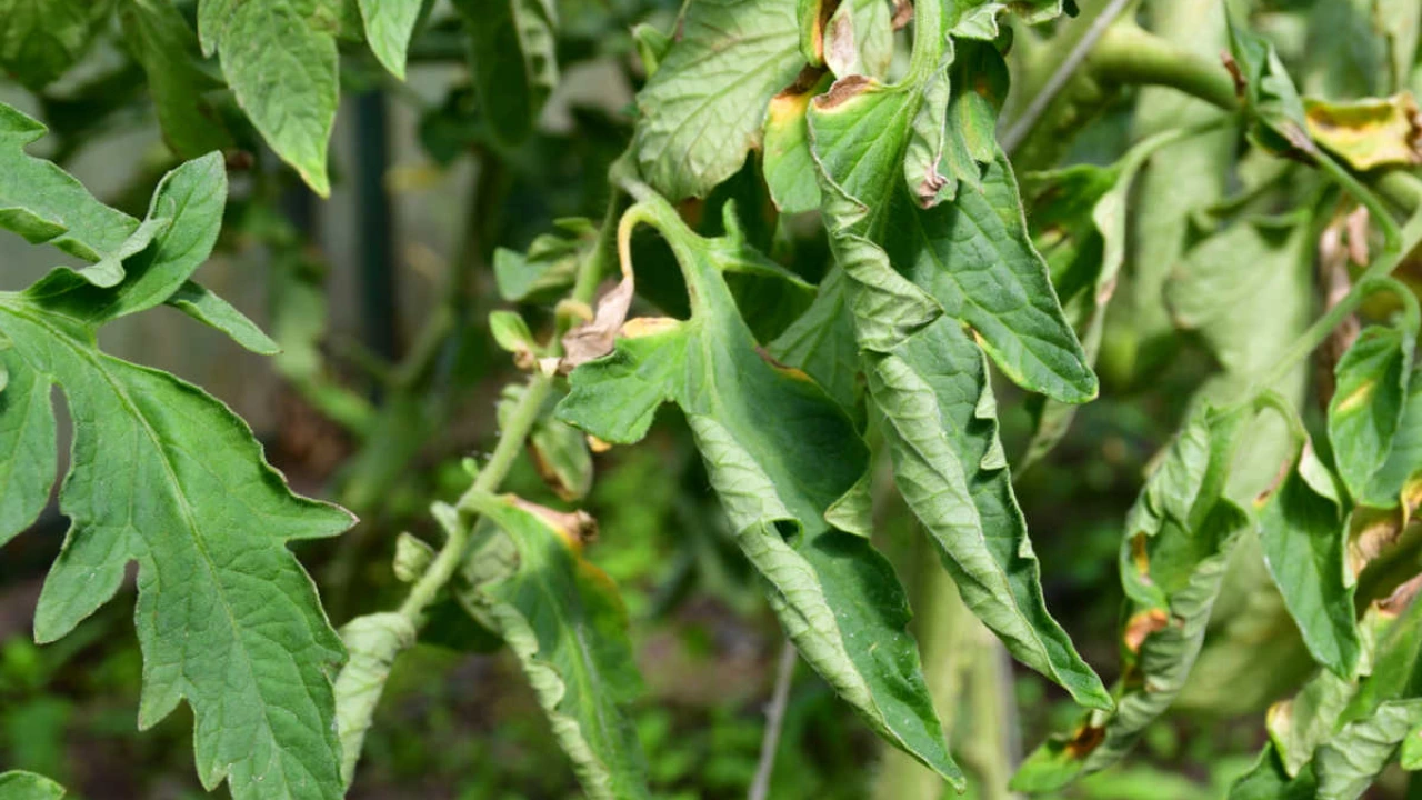 Tomato leaf facts