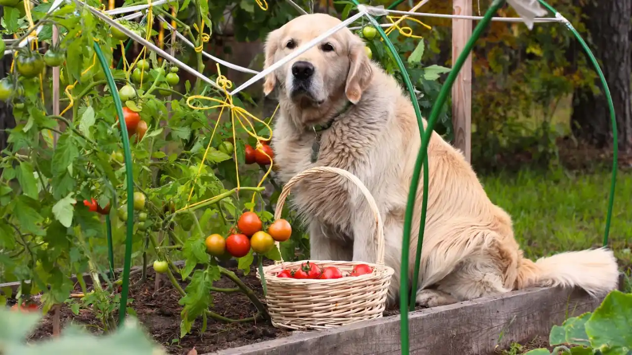 Can You Eat Tomato Leaves