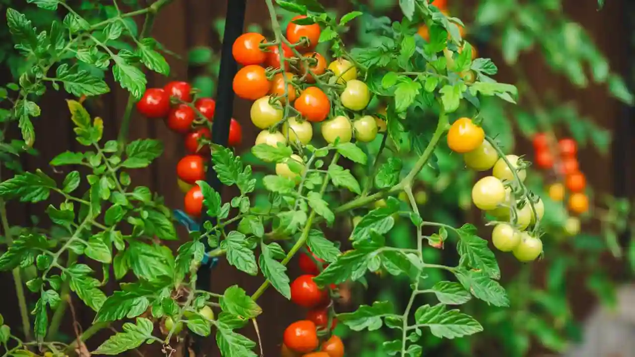 Tomato leaves