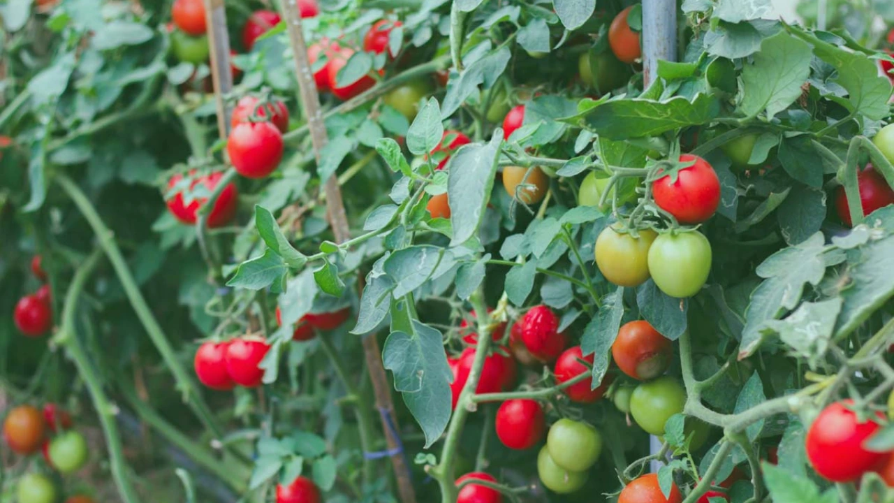 Tomato nightshade family