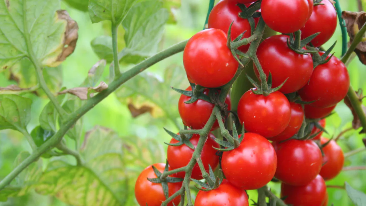 Aerogarden Tomato Tips You Should Know 2 Tomato nutrients