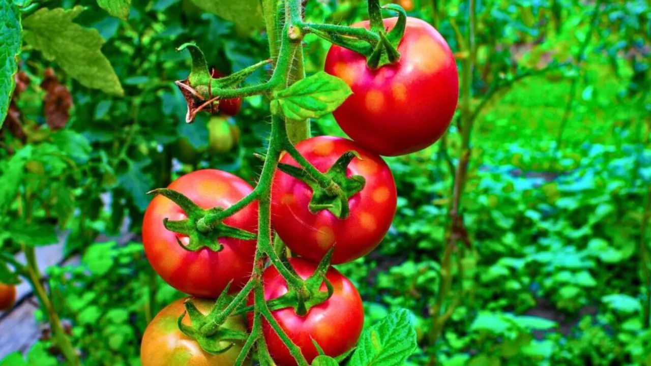Aerogarden Tomato Tips You Should Know 3 Tomato